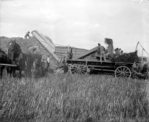 Threshing grain, Preston Farm Ziegler machine, c. 1900