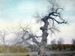 Hand-Tinted Lantern Slide of the Council Tree