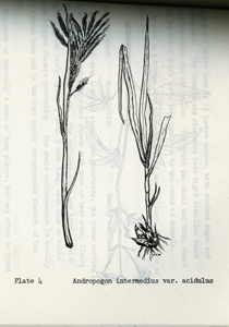 Page illustrated by Brown, taken from The Plant 
Communities of Barbados