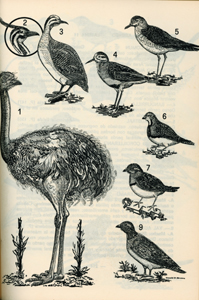 Page illustrated by Brown, taken from Guia de Campo Para 
Las Aves de Magallanes