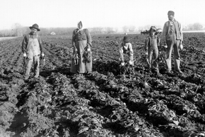 Hand-piling beets, Preston Farm in south Fort Collins, 1910s