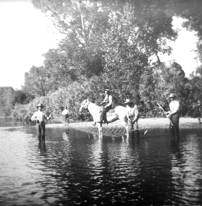 Bob Strauss on his horse in the Poudre River, c. 1900