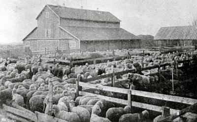 Sheep pens on the farm of W. F. Taylor