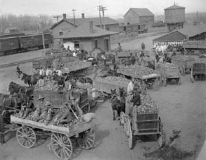 Wagons bringing in the sugar beet harvest to the Colorado and Southern Freight Depot, c. 1902