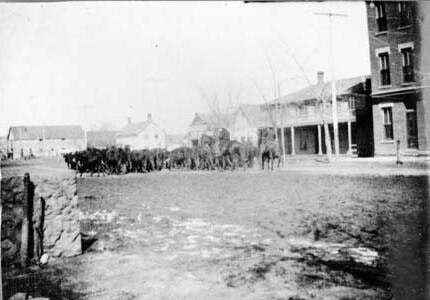 Cattle drive on Jefferson St. c. 1880s. 